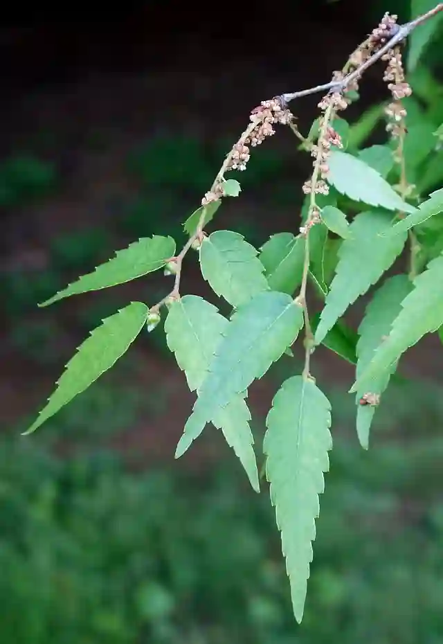 Zelkova Serrata