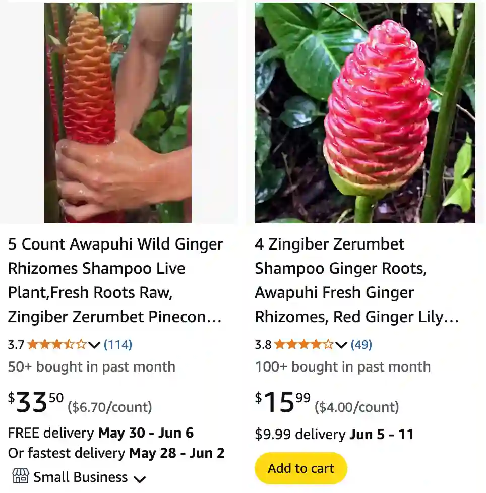 Zingiber Zerumbet - Shampoo Ginger 1 Zingiber Zerumbet 1 | Monsteraholic