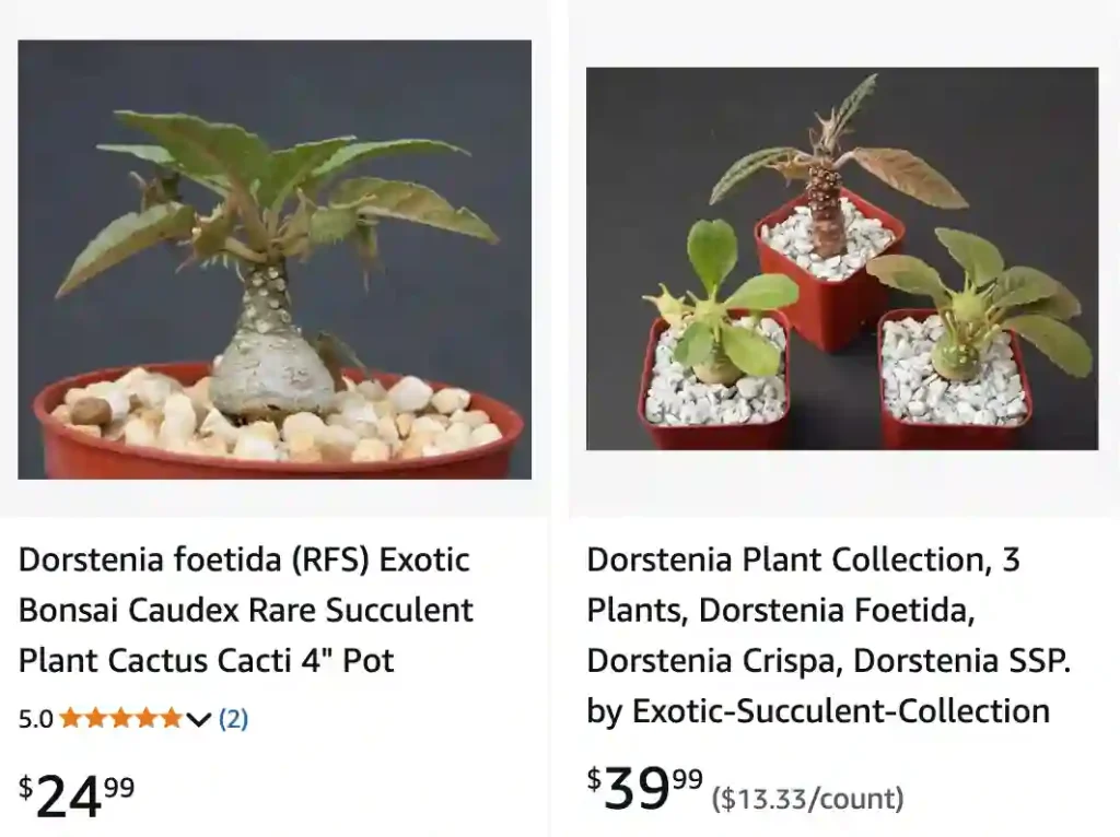 Dorstenia Foetida 1 Dorstenia Foetida 2 | Monsteraholic