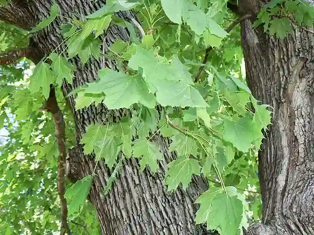 Acer Platanoides