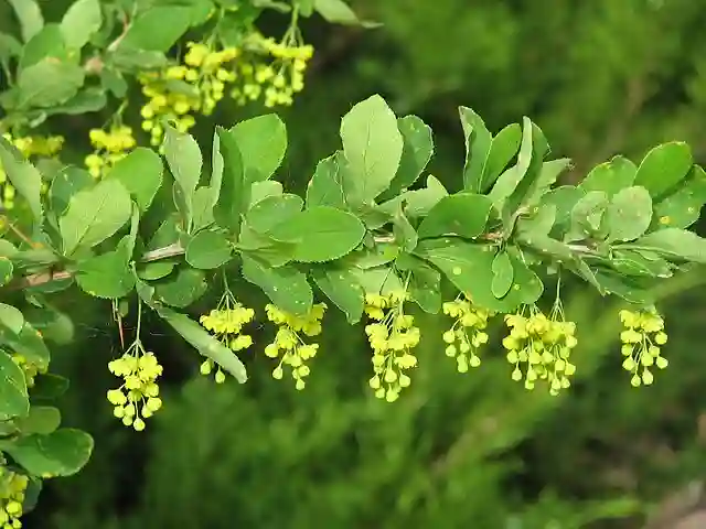 Berberis Vulgaris's Tale: A 5-Part Chronicle of a Plant of Contradictions 3 Berberis Vulgaris