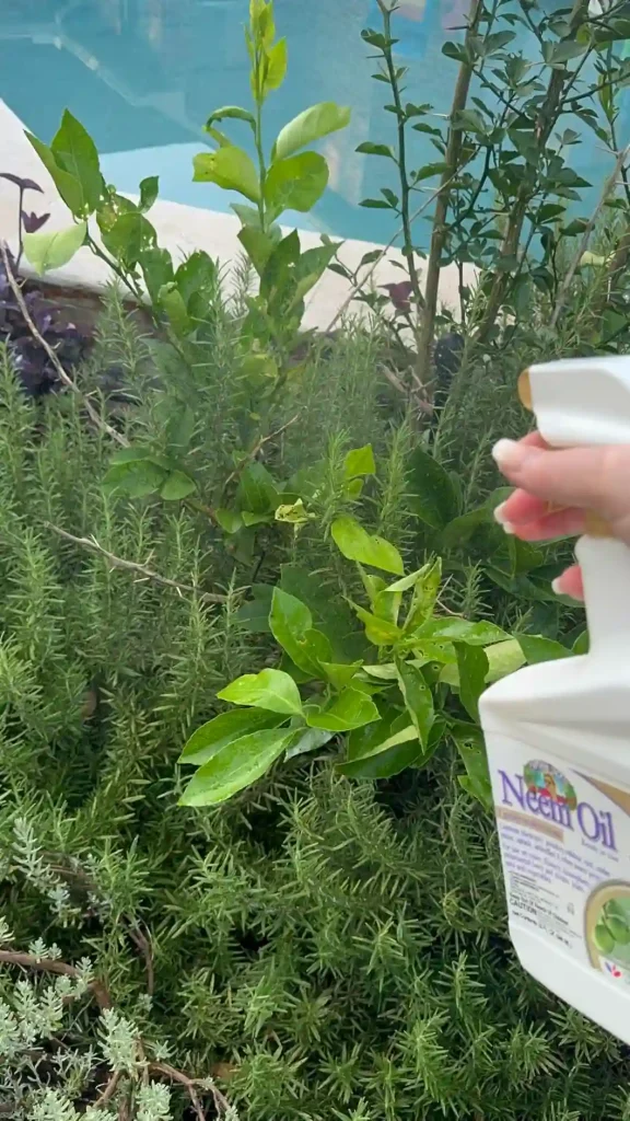 Bonide Captain Jacks Neem Oil 2 | Monsteraholic