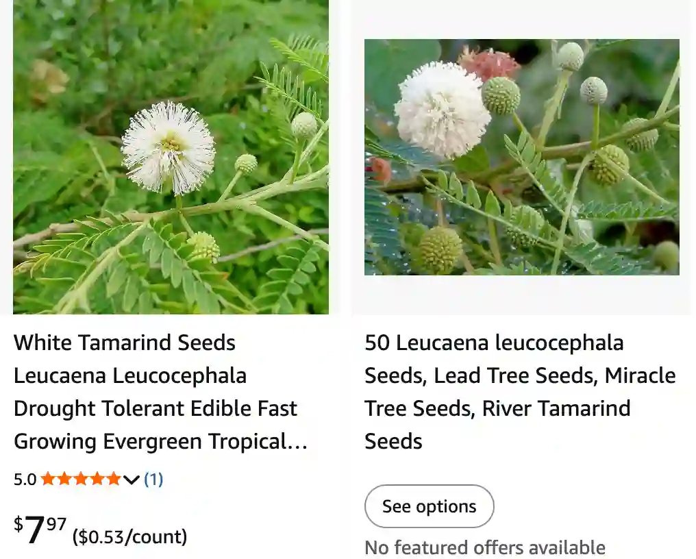 6 Months to Green Gold: My Journey Cultivating Leucaena Leucocephala 1 Leucaena Leucocephala 2 | Monsteraholic