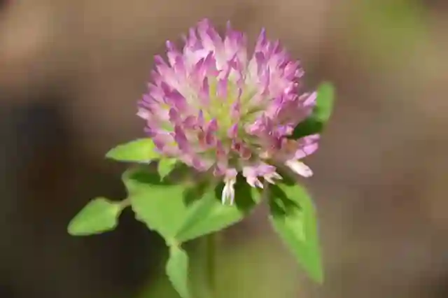 Trifolium Pratense