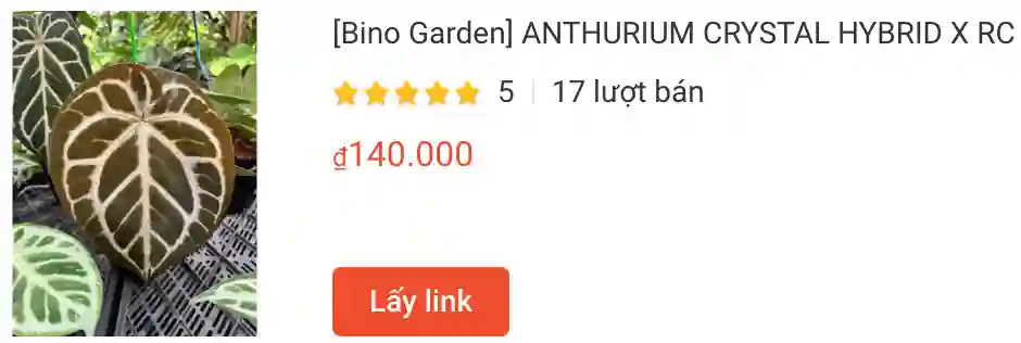 1327 loài thuộc chi Anthurium 6 ANTHURIUM CRYSTAL HYBRID X RC | Monsteraholic