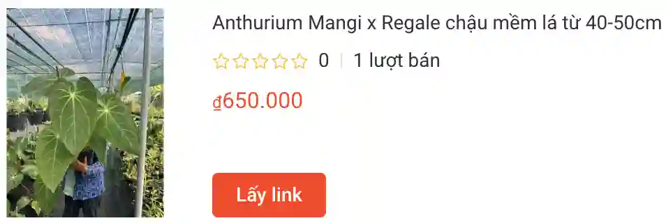 1327 loài thuộc chi Anthurium 5 Anthurium Mangi x Regale chau mem la tu 40 50cm hon khoe dep | Monsteraholic