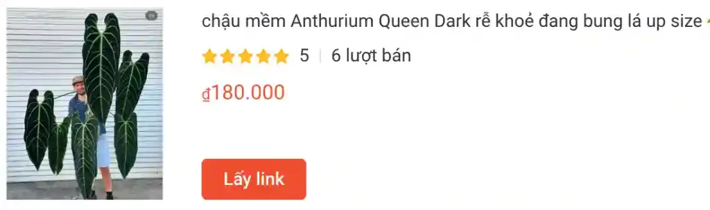 1327 loài thuộc chi Anthurium 4 Anthurium Queen Dark re khoe dang bung la up size | Monsteraholic