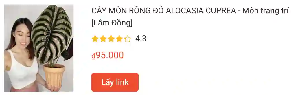 CAY MON RONG DO ALOCASIA CUPREA | Monsteraholic