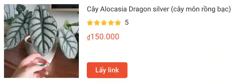 Cay Alocasia Dragon silver cay mon rong bac | Monsteraholic