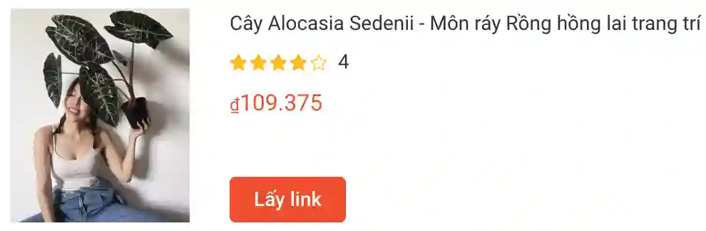 Cay Alocasia Sedenii Mon ray Rong hong | Monsteraholic