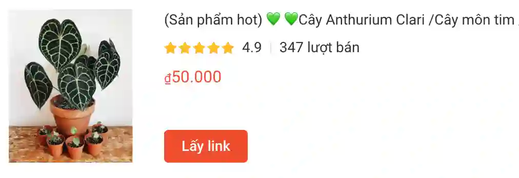 1327 loài thuộc chi Anthurium 1 Cay Anthurium Clari Cay mon tim | Monsteraholic