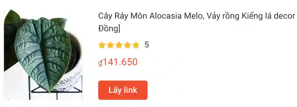 Cay Ray Mon Alocasia Melo Vay rong | Monsteraholic