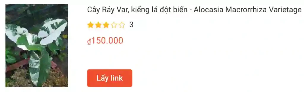 Cay Ray Var kieng la dot bien Alocasia Macrorrhiza Varietage | Monsteraholic