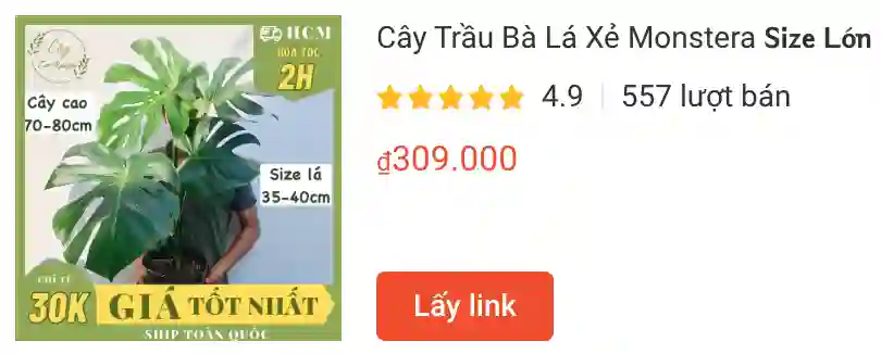 67 loài thuộc chi Monstera 1 Cay Trau Ba La Xe Monstera 𝗦𝗶𝘇𝗲 𝗟𝗼̛́𝗻 | Monsteraholic