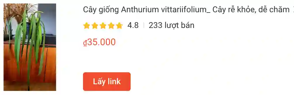 1327 loài thuộc chi Anthurium 3 Cay giong Anthurium vittariifolium | Monsteraholic