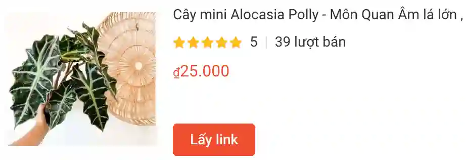Cay mini Alocasia Polly Mon Quan Am la lon | Monsteraholic