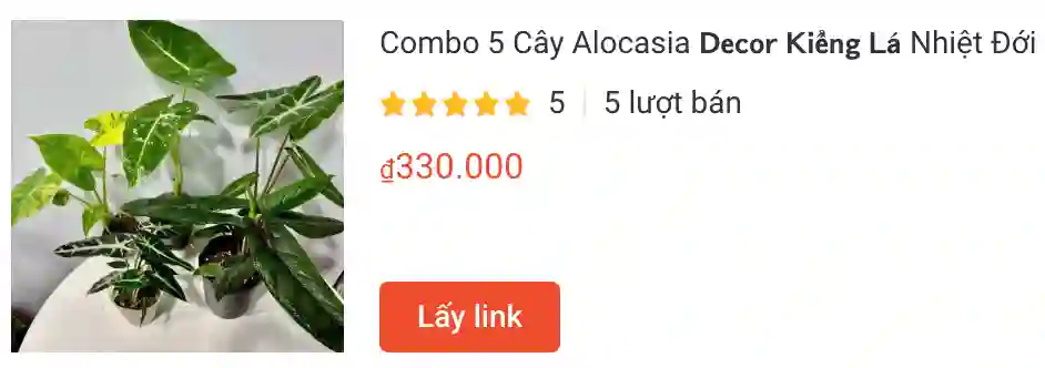 Combo 5 Cay Alocasia 𝗗𝗲𝗰𝗼𝗿 𝗞𝗶𝗲̂̉𝗻𝗴 𝗟𝗮́ Nhiet Doi | Monsteraholic