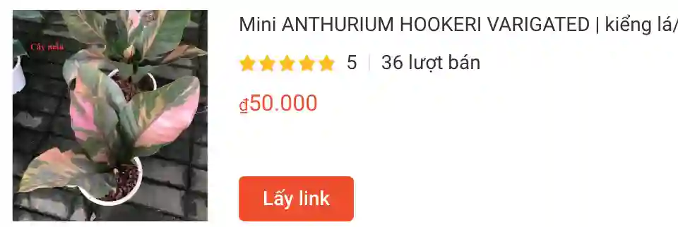 1327 loài thuộc chi Anthurium 2 Mini ANTHURIUM HOOKERI VARIGATED | Monsteraholic