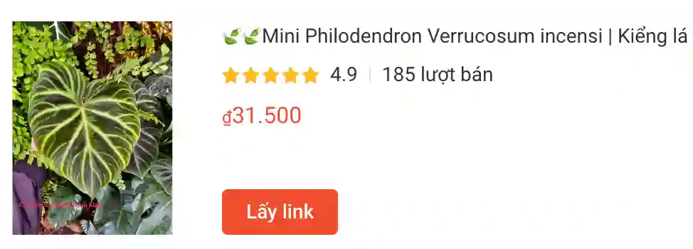 Mini Philodendron Verrucosum incensi | Monsteraholic