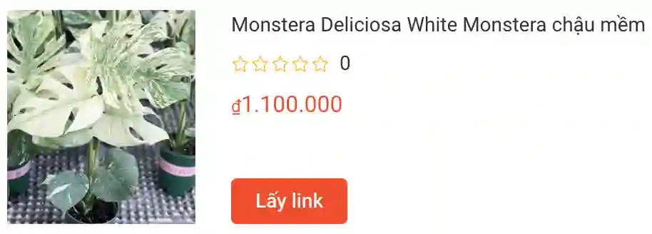 67 loài thuộc chi Monstera 3 Monstera Deliciosa White Monstera | Monsteraholic