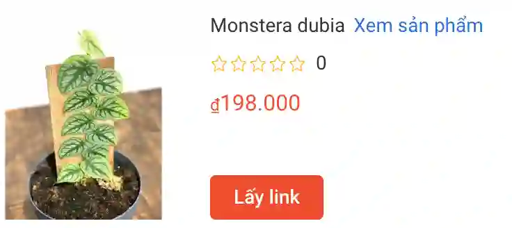 67 loài thuộc chi Monstera 5 Monstera Dubia Cay leo | Monsteraholic