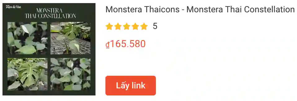 67 loài thuộc chi Monstera 2 Monstera Thaicons Monstera Thai Constellation | Monsteraholic