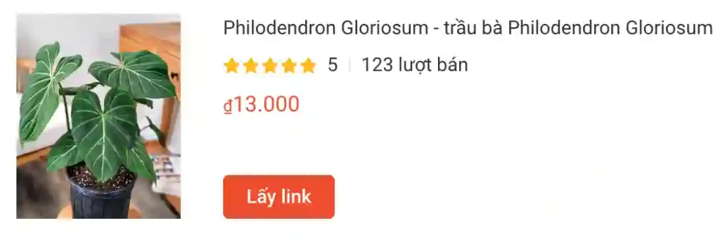 Philodendron Gloriosum trau ba Philodendron Gloriosum | Monsteraholic