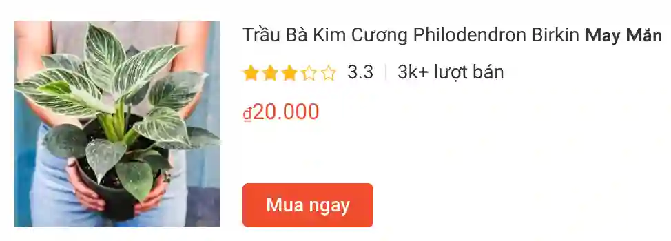 Trau Ba Kim Cuong Philodendron Birkin | Monsteraholic