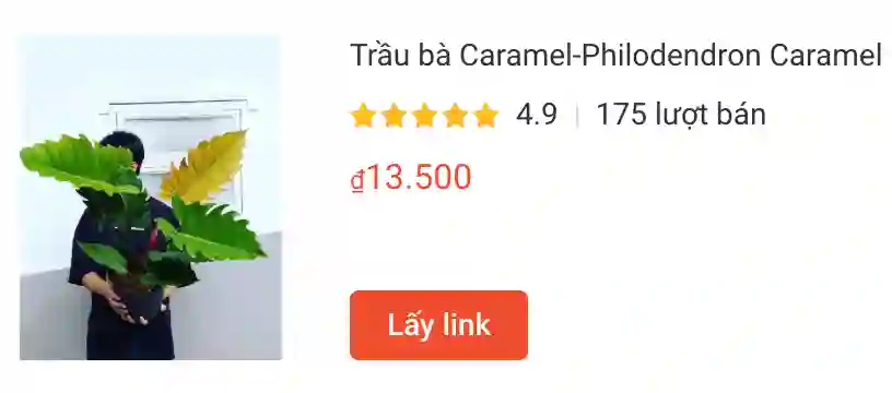 Trau ba Caramel Philodendron Caramel | Monsteraholic