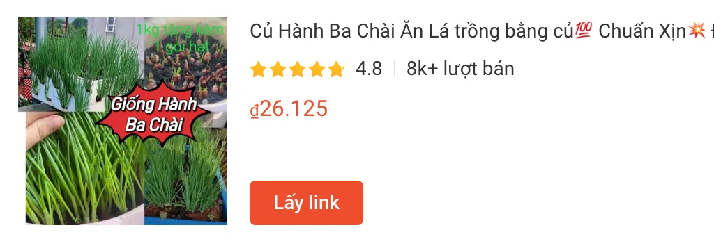 hanh | Monsteraholic