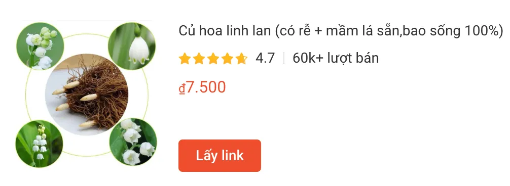 linhlan | Monsteraholic